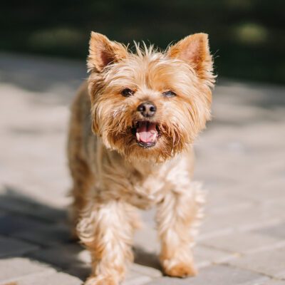 teacup yorkie standing outside with their tongue out in new york