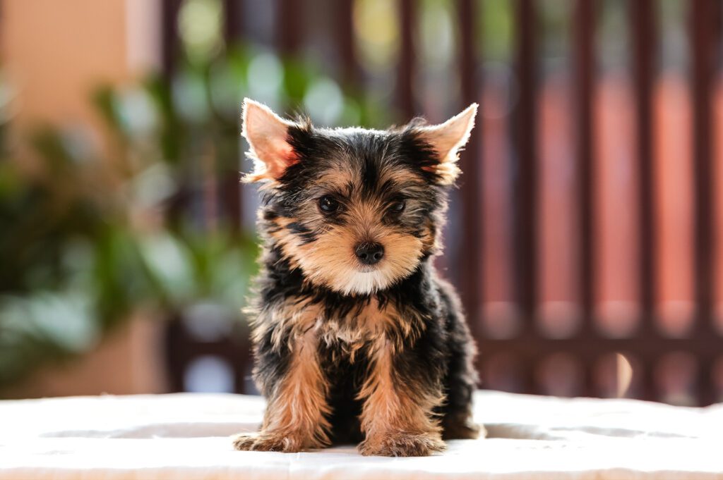 Adopt a Teacup Yorkie in Pennsylvania