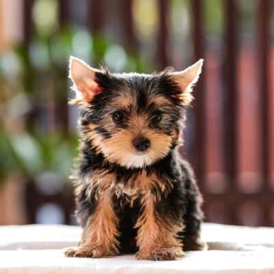 teacup yorkie sitting down outside in pennsylvania