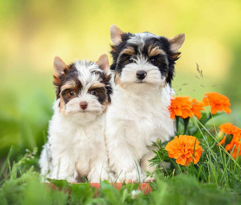 Adopt a Teacup Yorkie in Texas