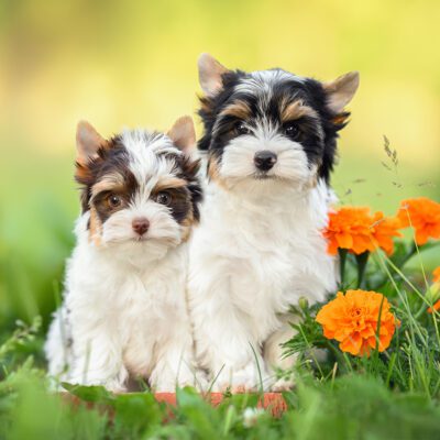 two teacup yorkies sitting outside by flowers in texas