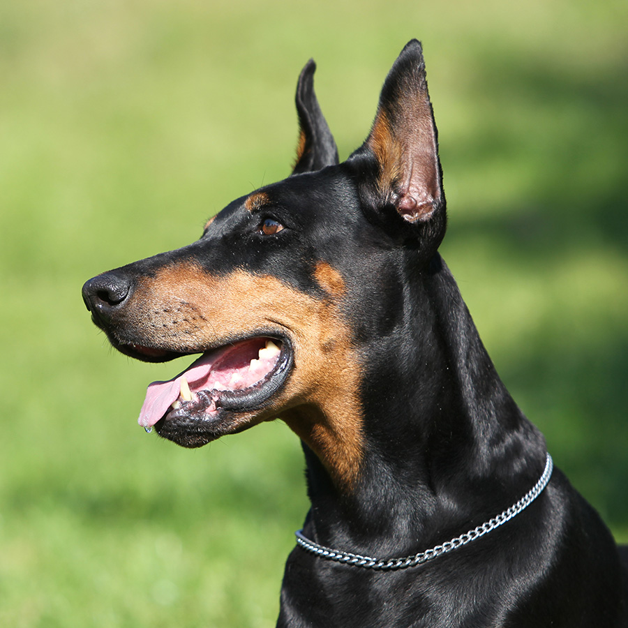 How To Adopt a Doberman in Santa Clarita