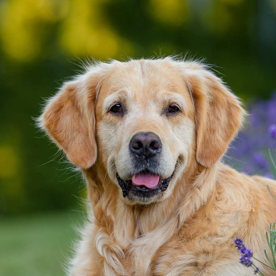 How To Adopt a Golden Retriever in Los Angeles