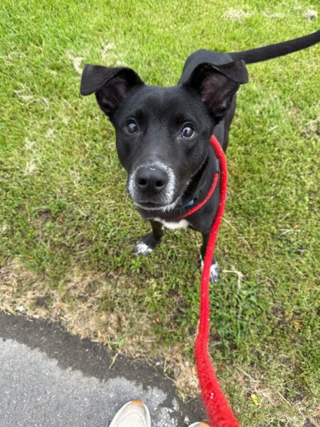 Koda