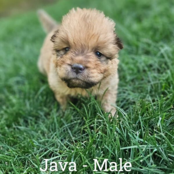 Java