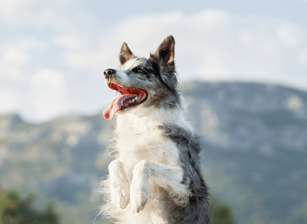 How to Adopt a Border Collie in California