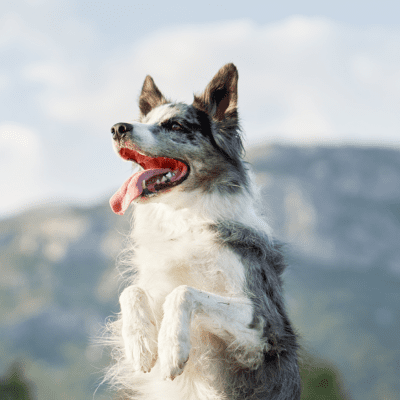 border collie standing performing trick