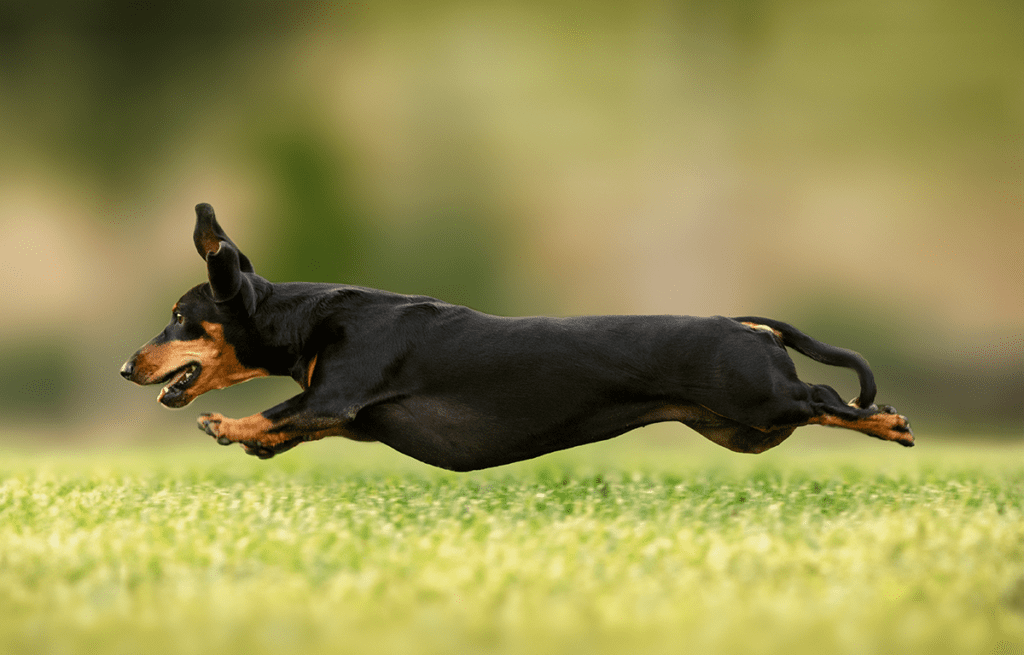 How to Adopt a Dachshund in New York
