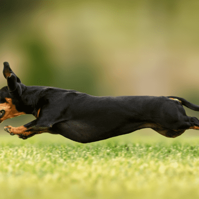 dachshund running in New York