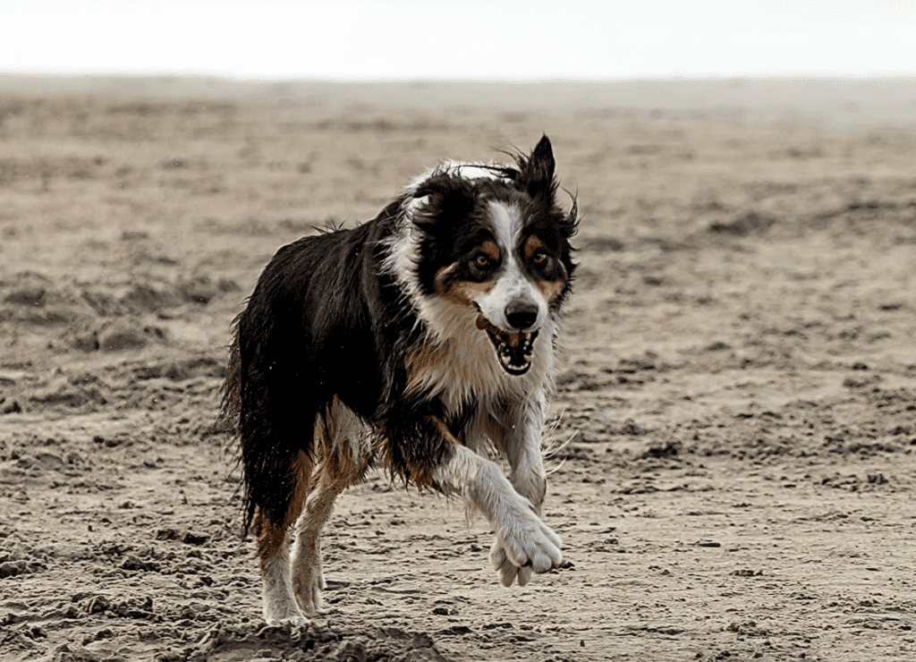 How to Adopt a Border Collie in Florida
