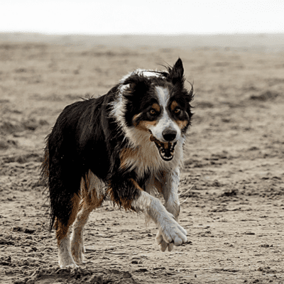 wet border collie running on beach