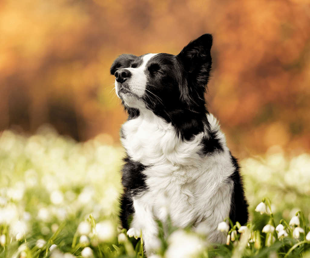 How to Adopt a Border Collie in Pennsylvania