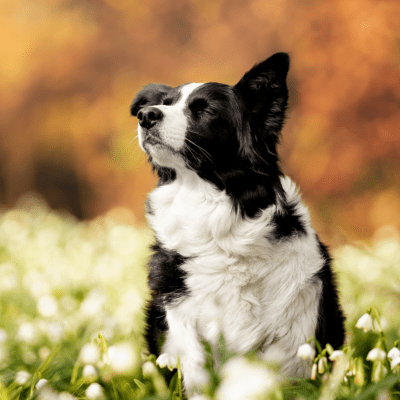 border collie sitting in sunny grass