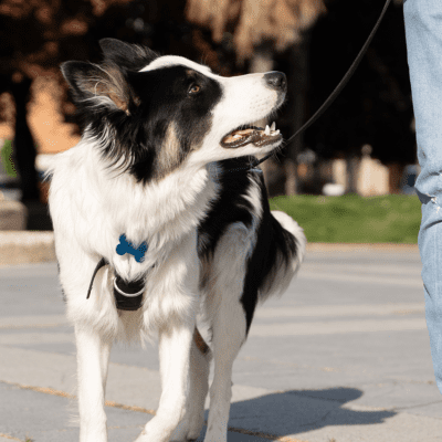 border collie walking in city with owner