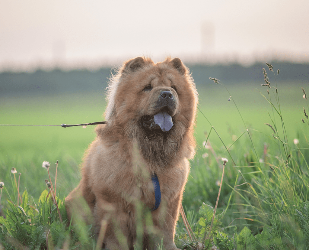How to Adopt a Chow Chow in Texas