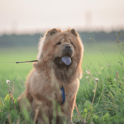 chow chow standing outside at sunset