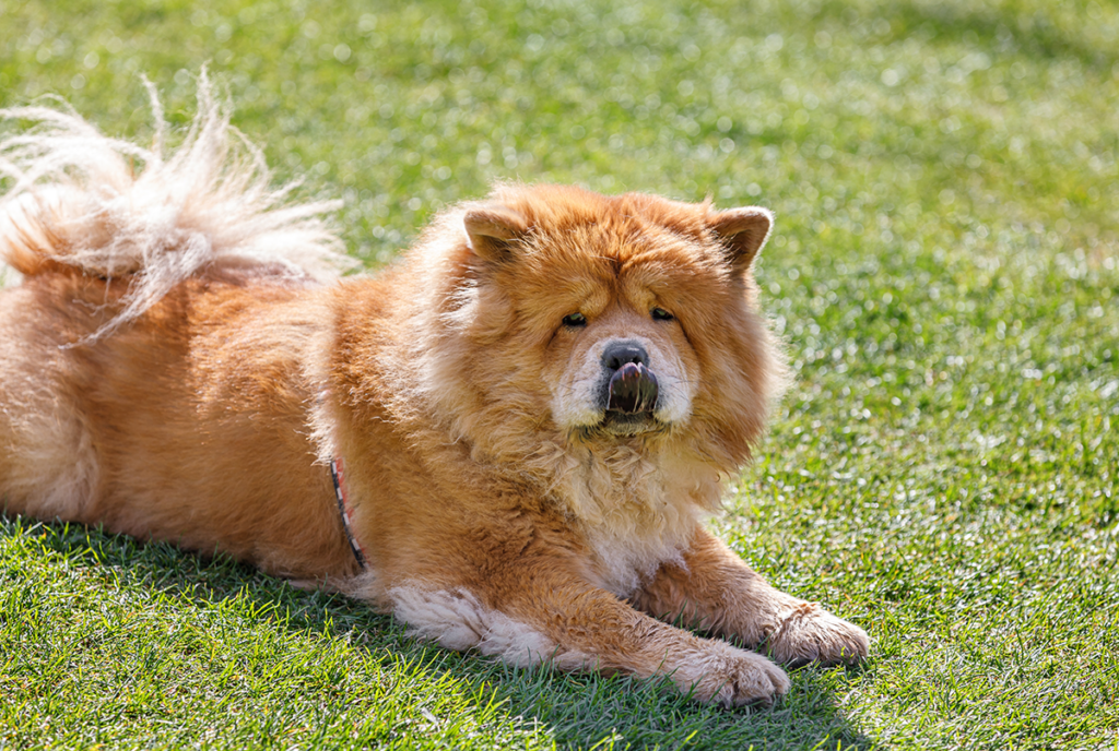 How to Adopt a Chow Chow in Florida