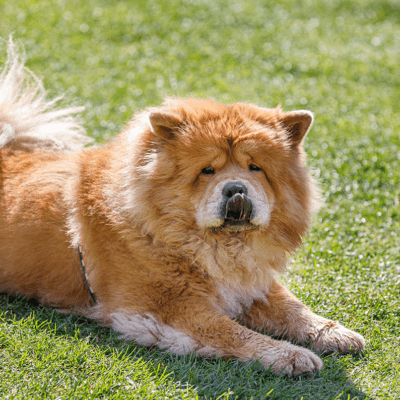 elderly chow chow resting on Florida grass