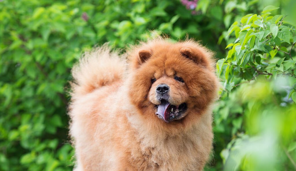 How to Adopt a Chow Chow in Pennsylvania