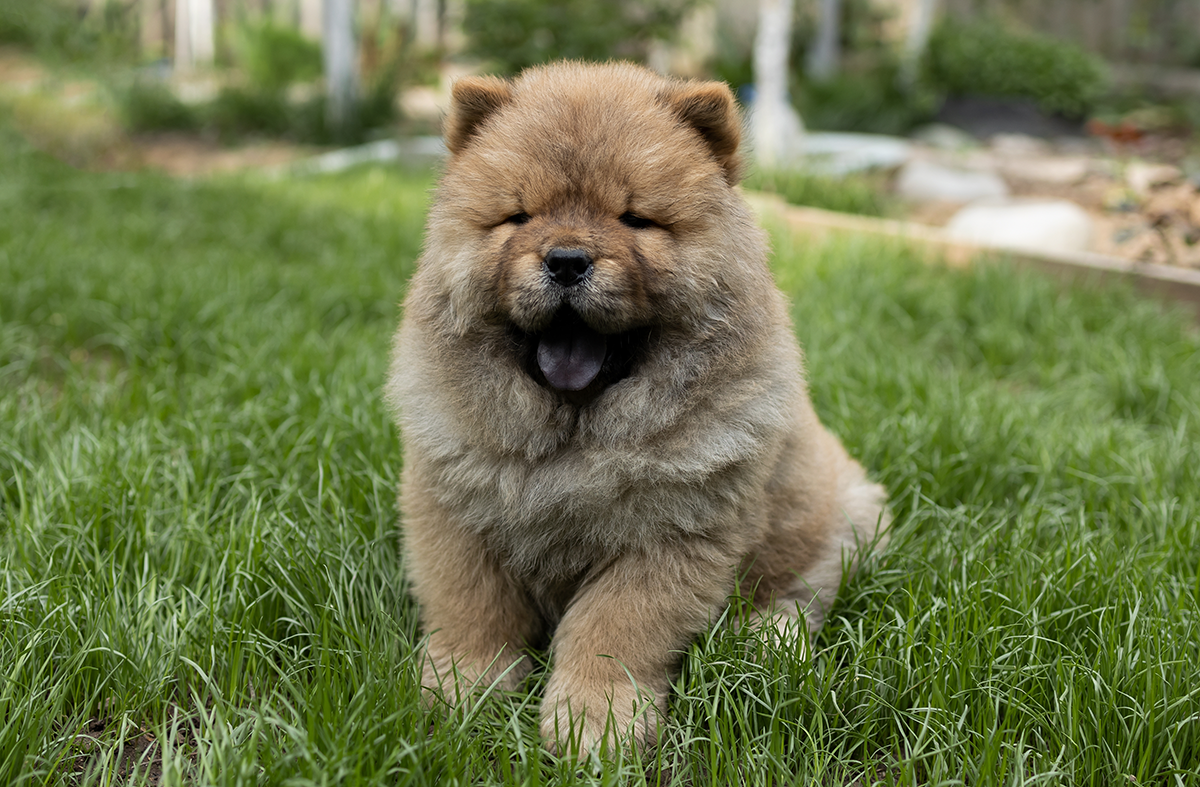 Chow Chow Adoption Guide