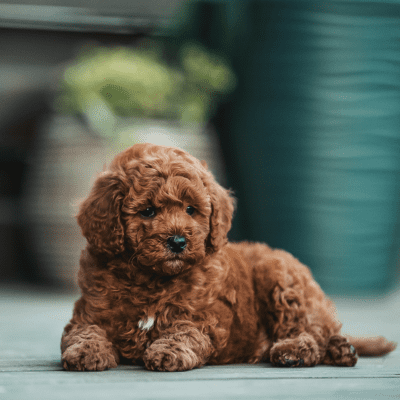 small brown teacup poodle lying down