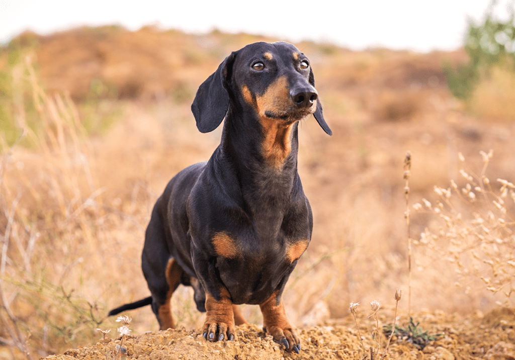 How to Adopt a Dachshund in California