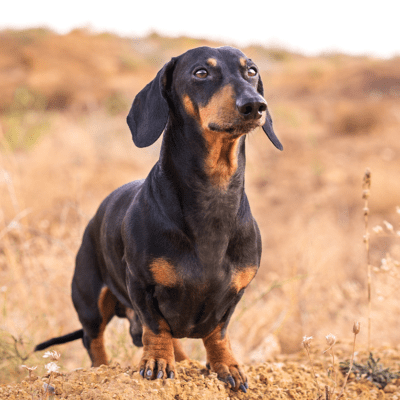 tan and black dachshund sitting in desert