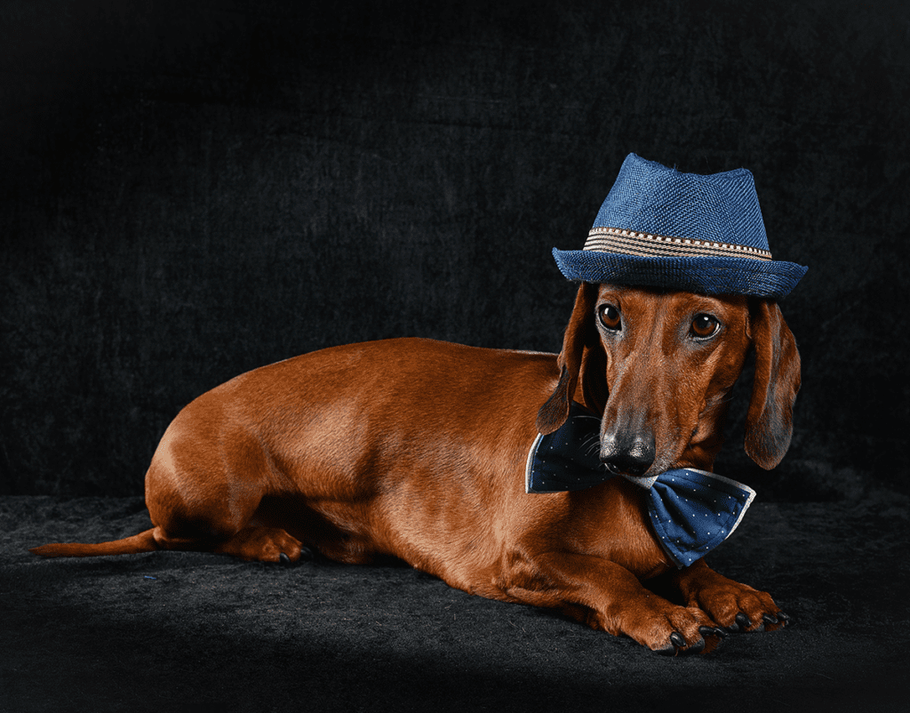 How to Adopt a Dachshund in Texas