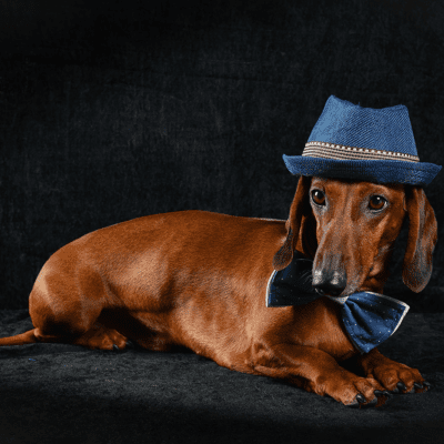 dachshund wearing a blue hat