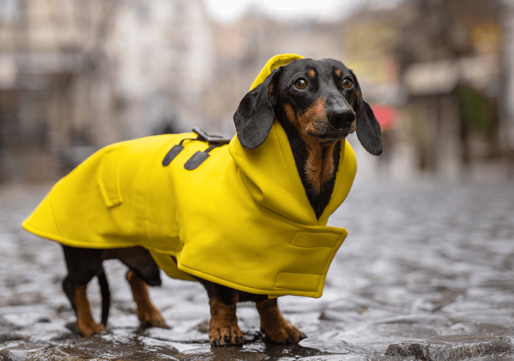 How to Adopt a Dachshund in Pennsylvania
