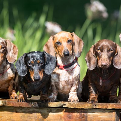 group of dachshunds sitting outside