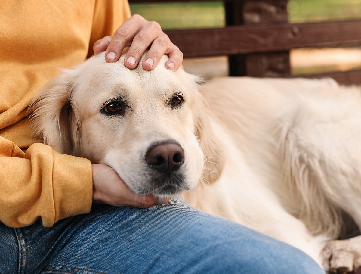 Golden Retriever Adoption Guide