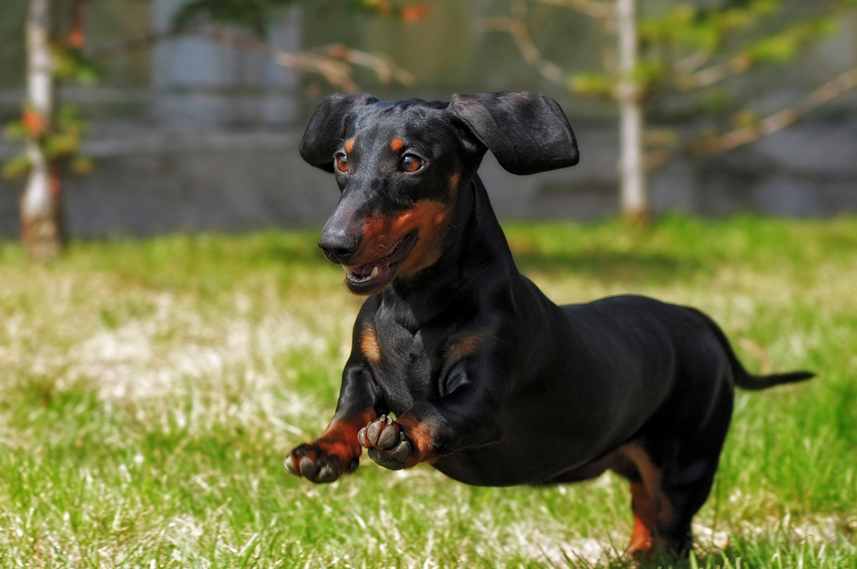 Dachshund Adoption Guide