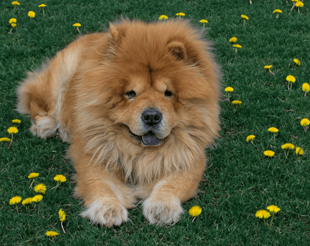 How to Adopt a Chow Chow in New York