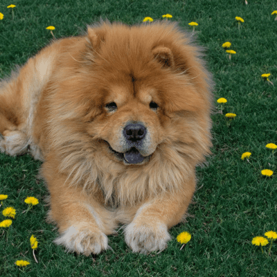 elderly chow chow lying in grass and flowers