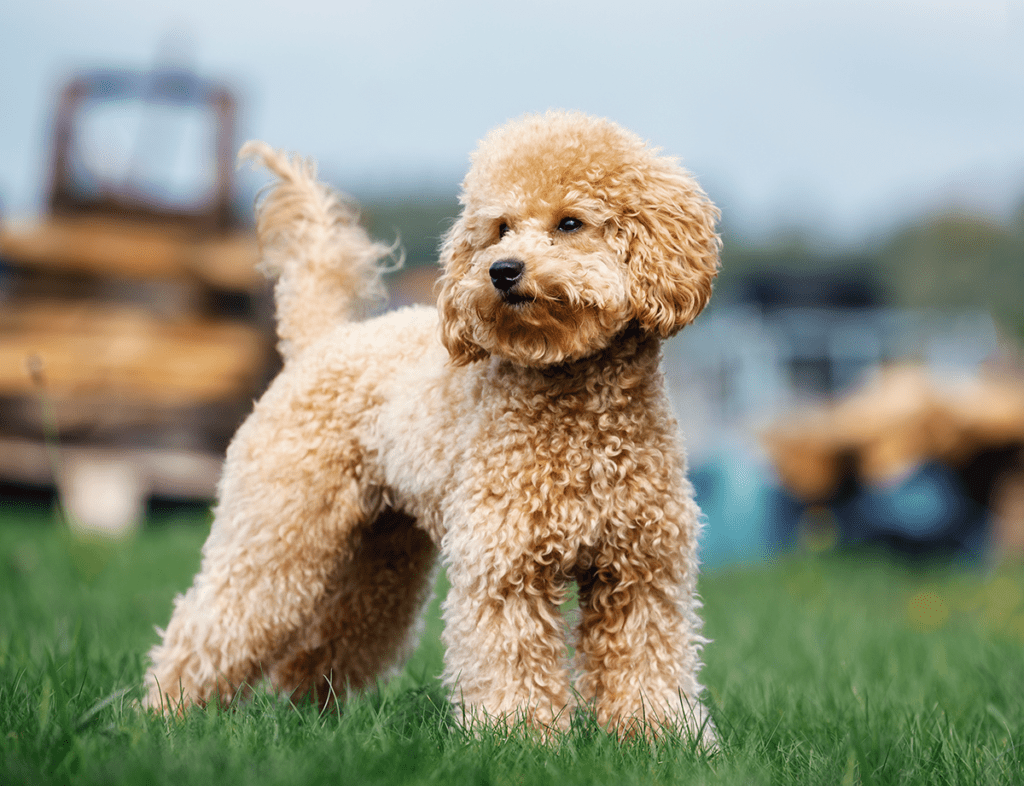 How to Adopt a Teacup Poodle in Michigan