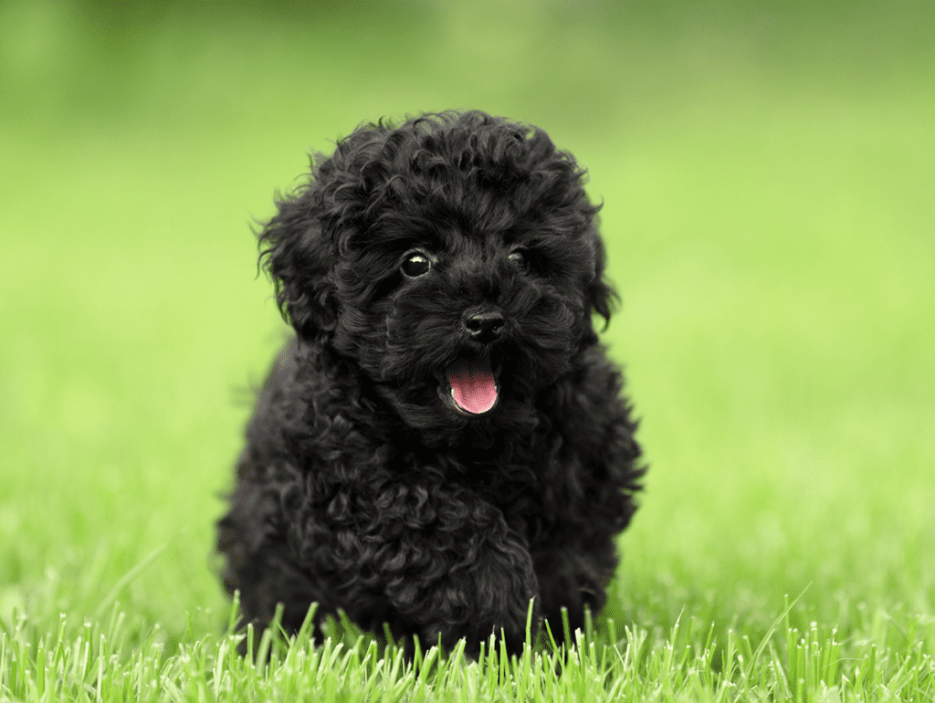 How to Adopt a Teacup Poodle in Illinois