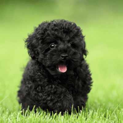 black teacup poodle puppy in grass