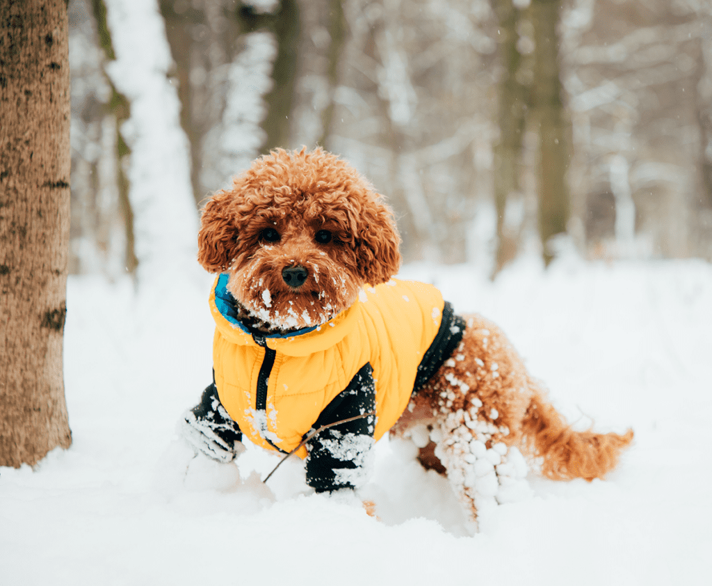 How to Adopt a Teacup Poodle in Ohio