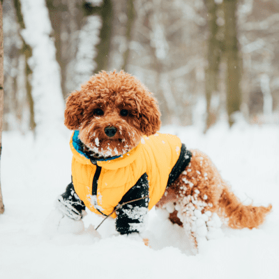 brown teacup poodle walking in snow