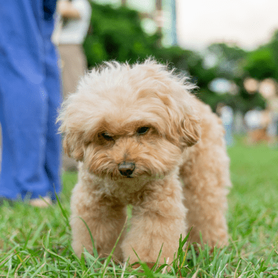 small teacup poodle walking in grass