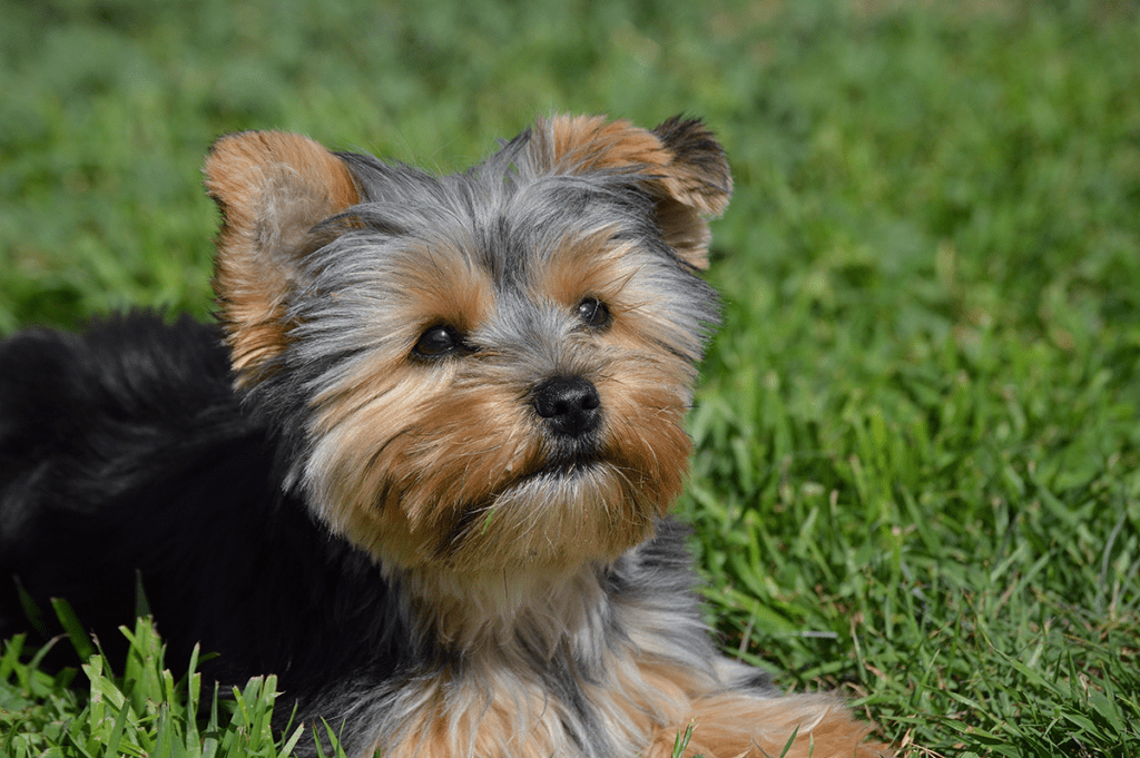 How to Adopt a Teacup Yorkie in Michigan