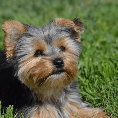 teacup yorkie lying down in field