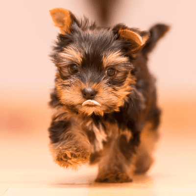 teacup yorkie puppy running