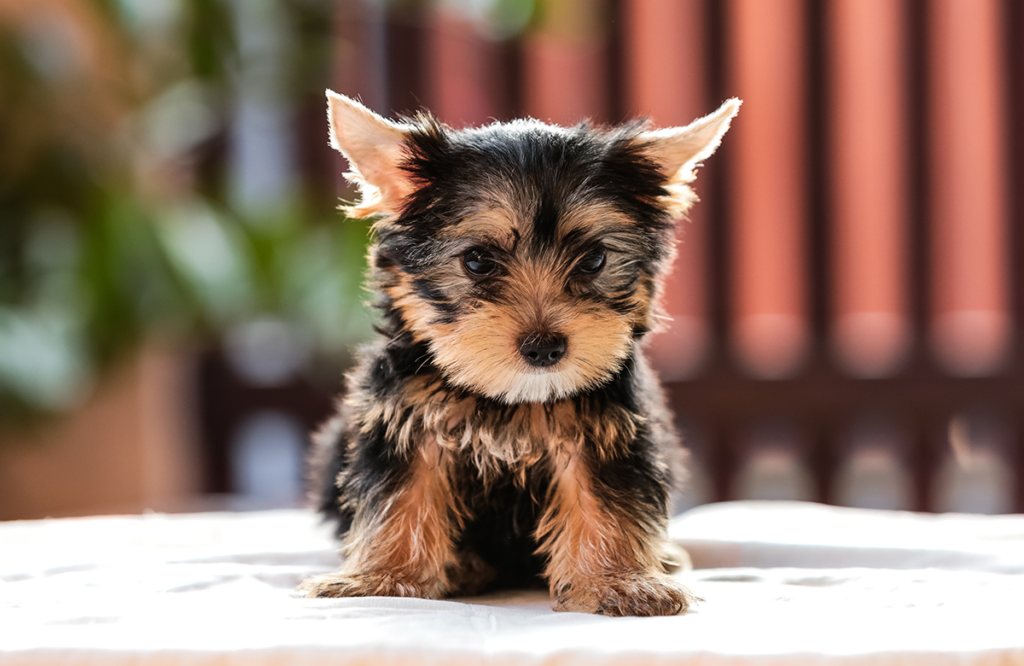 How to Adopt a Teacup Yorkie in Illinois