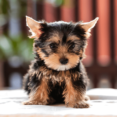 tiny teacup yorkie sitting on table