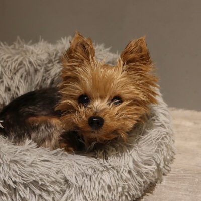 teacup yorkie curled up in grey bed