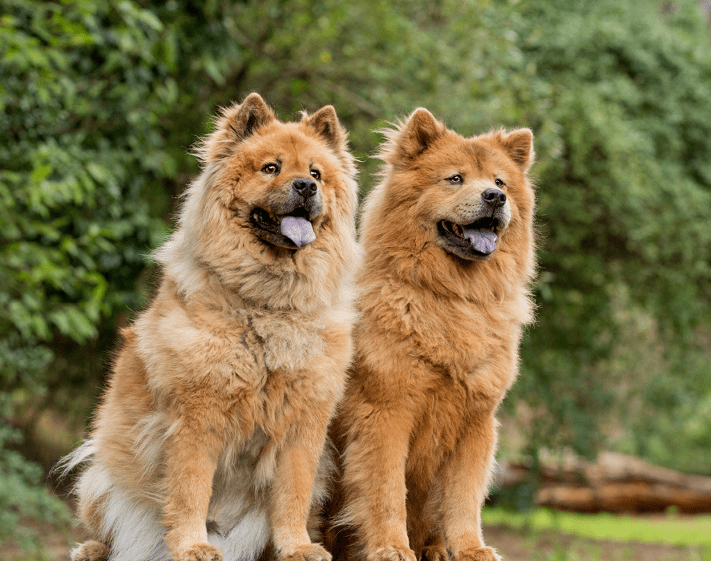 How to Adopt a Chow Chow in California