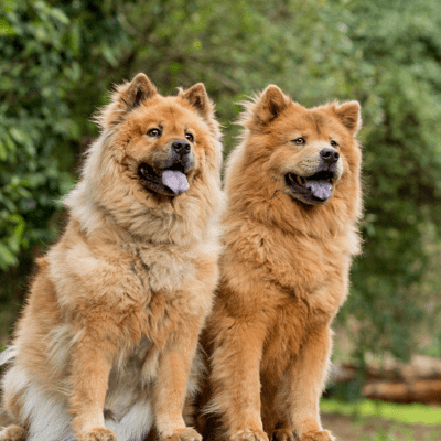 chow chows sitting together outside in California