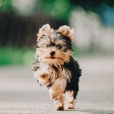 teacup yorkie puppy running outside